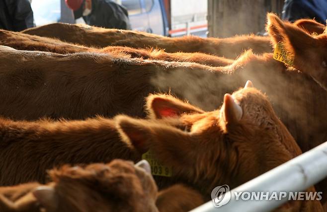 전남 함평 우시장 (함평=연합뉴스) 진성철 기자 = 8일 전남 함평군 함평가축전자경매장. 2022.11.8 zjin@yna.co.kr (이 글과 직접 관련 없는 DB 자료 사진입니다.)