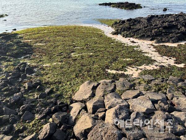 구멍갈파래로 뒤덮인 세화 해변. (사진=제주특별자치도 누리집 신문고)