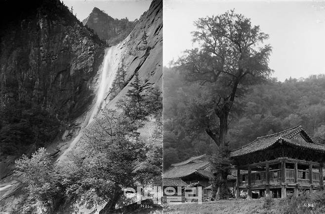 (사진=국립수목원 제공)