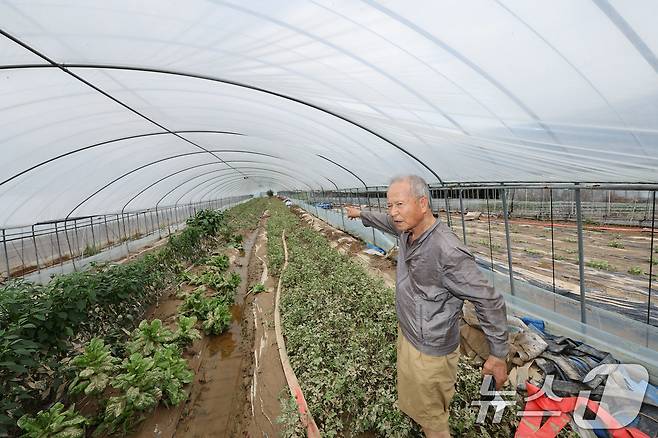 전날 내린 집중호우로 인해 18일 광주 북구 망월동의 한 민들레 재배 비닐하우스에서 주인이 진흙범벅이 된 민들레를 가르키고 있다. 2025.7.18/뉴스1 ⓒ News1 박지현 기자