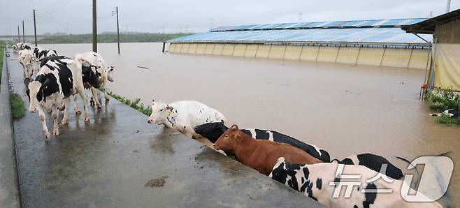 기록적인 폭우가 내린 17일 충남 예산군 고덕면 용리에서 침수된 우사에서 소들이 탈출하고 있다. 2025.7.17/뉴스1 ⓒ News1 김기태 기자