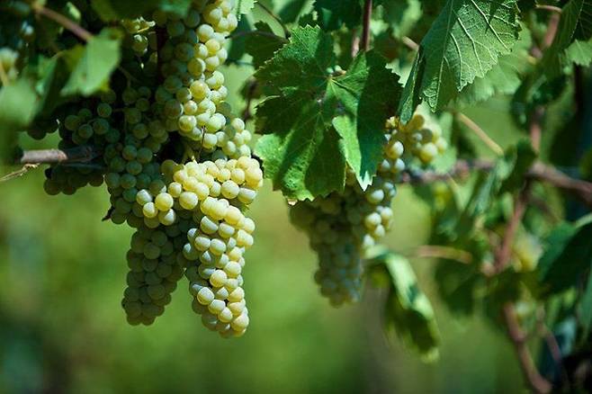 마스트로베라르디노의 대표 청포도 품종 '피아노(Fiano)'.