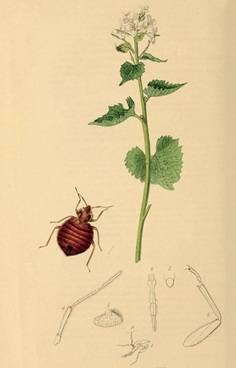 영국의 곤충학자 존 커티스가 19세기에 발간한 ‘영국 곤충학’에 실린 빈대 그림. /‘영국 곤충학’