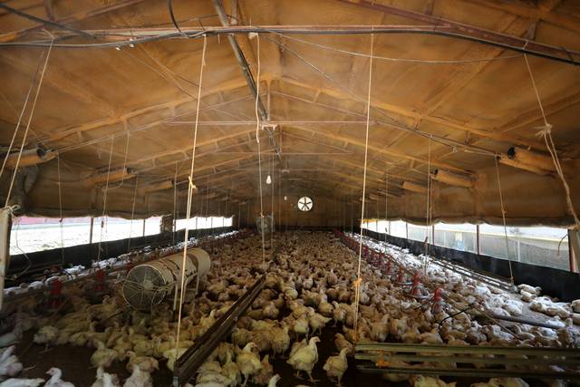 지난 9일 낮 충북 제천시 수산면의 한 육계농장에 닭들이 사육되고 있다. 독자 제공 연합뉴스