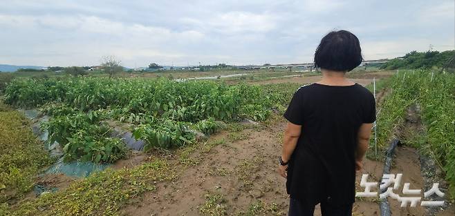 강씨가 인근 강물로 침수된 깨밭을 바라보고 있다. 임성민 기자