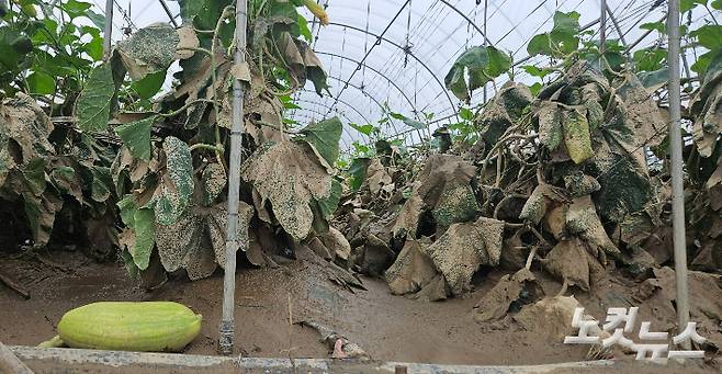강물로 인해 진흙 범벅이 된 애호박 재배 현장. 임성민 기자