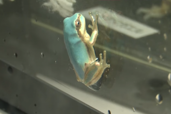 일본 이와테현에서 희귀종으로 알려진 ‘하늘색 청개구리’가 발견됐다. TV아사히 캡처