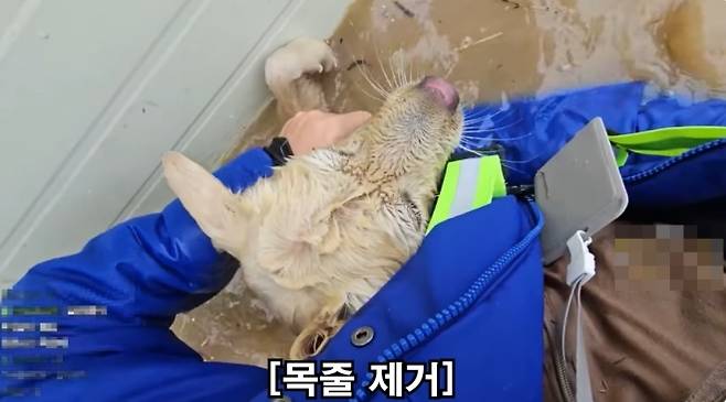 지난 17일 충남 아산의 한 밭에서 한 유튜버가 목줄에 묶인 채 홍수에 고립된 백구를 구조했다. 자료 : 유튜브 ‘무대뽀조성근’