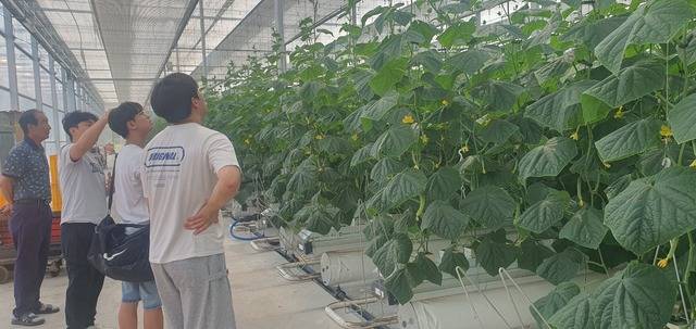 상주시 사벌면에 위치한 스마트팜 혁신밸리는 청년창업 육성을 위한 청년창업보육센터, 임대형 스마트팜, 실증단지, 빅데이터센터 등을 운영, 전국 농업인에게 큰 관심을 보이고 있다. 시진은 온실에서 자라고 있는 방울토마토 현장을 체험하고 았다. 상주시 제공
