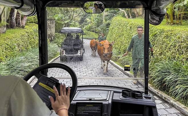 리조트 내 전용 버기를 타고 객실로 이동 중인 모습. /김지호 기자