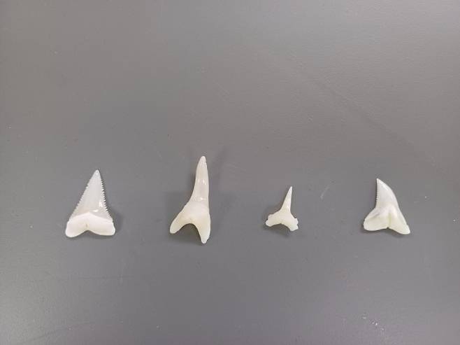 동해안에서 잡힌 상어의 이빨. 왼쪽부터 백상아리, 청상아리, 악상어, 청새리상어의 이빨이다. 국립수산과학원 동해수산연구소 제공