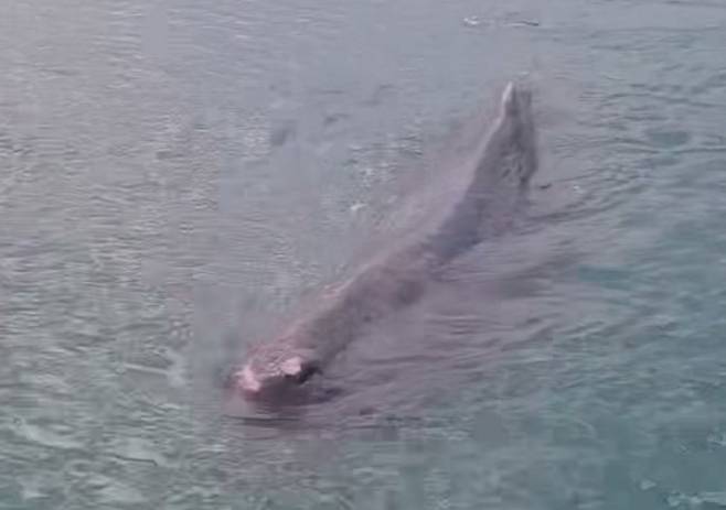 지난 13일 부산 연화리 대변항에 나타난 새끼 향고래. 울산해양경찰서 제공