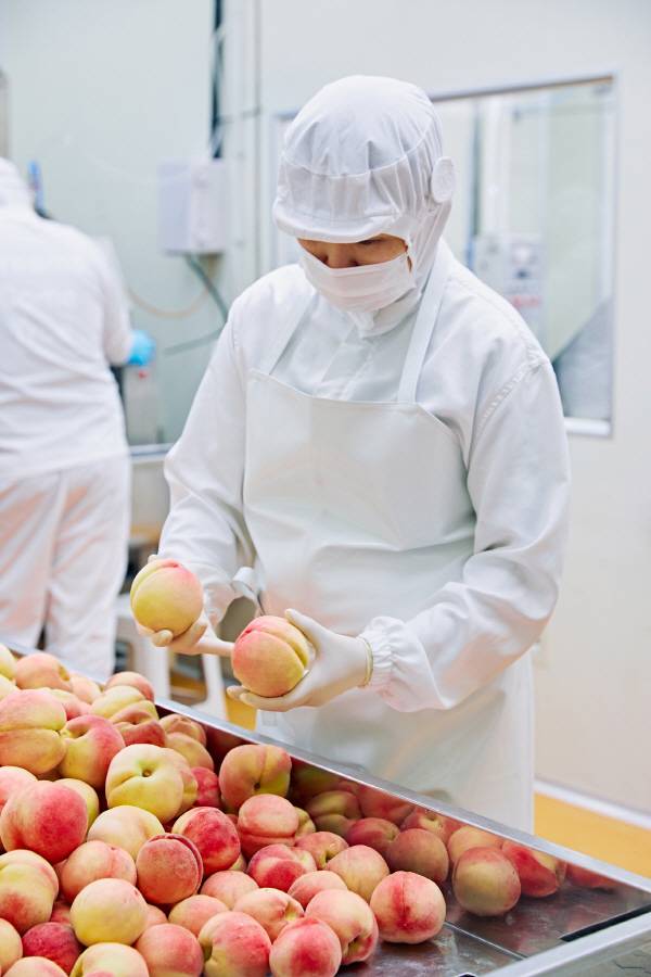 위생복을 갖춰 입은 작업자가 선별 대에서 수확된 복숭아의 크기와 상태를 일일이 확인하며 손질할 복숭아를 골라내고 있는 모습. 무릉도원영농조합법인