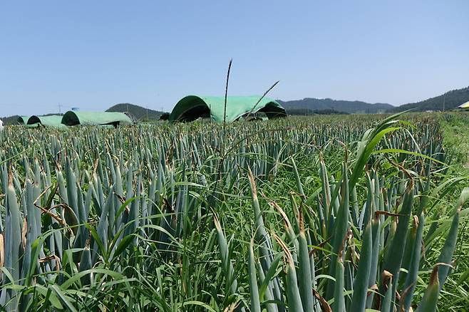 2025년 7월14일 오전 전남 신안군 임자도의 대파밭. 한 달 이상 이어진 무더위 탓에 대파 끝이 누렇게 변했다. 누런 부분을 떼어내고 먹으면 맛에는 차이가 없지만 경매시장에서 높은 등급으로 품질판정을 받을 수 없다. 김양진 기자