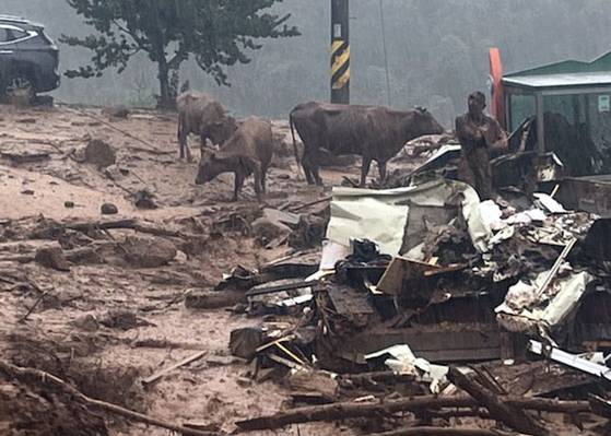 19일 경남 산청군 산청읍 부리 마을에 일부 주택이 파손해 주민과 소가 대피하고 있다. 연합뉴스