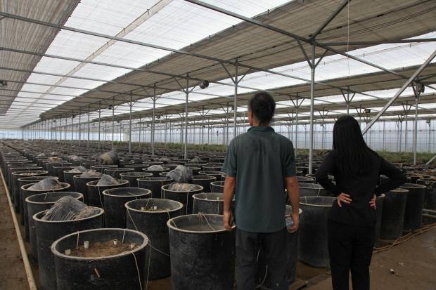 20일 이랑기(왼쪽)씨와 김태완·김단아씨가 나주시 동강면의 하우스에서 수해를 입은 방울 토마토와 감초를 허망하게 바라보고 있다. /서민경 기자 minky@kwangju.co.kr