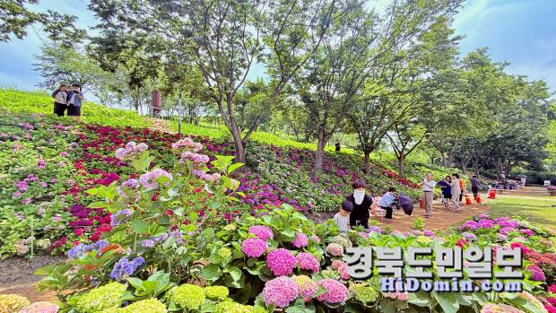 시민들이 다채롭게 피어난 수국 사이를 거닐며 여름 정취를 만끽하고 있다. 사진=구미시 제공