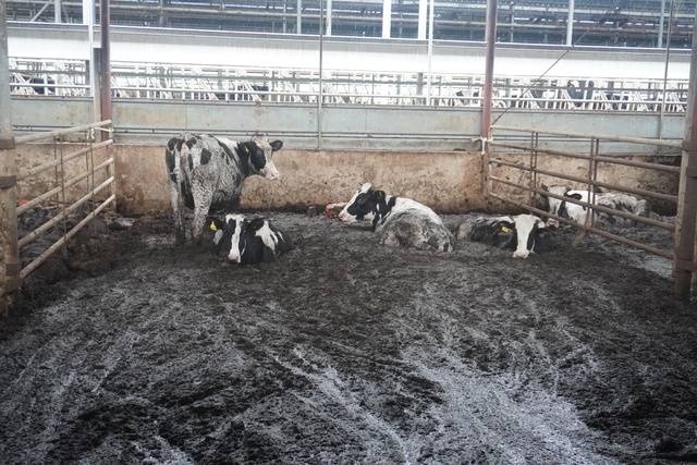 전남 담양군 무정면의 한 농장에서 젖소들이 토사더미에 파묻혀 있다. 침수 후 며칠이 지나도록 토사더미를 치우지 못해 잠을 제대로 자지 못한 젖소의 건강이 악회되고 있다.