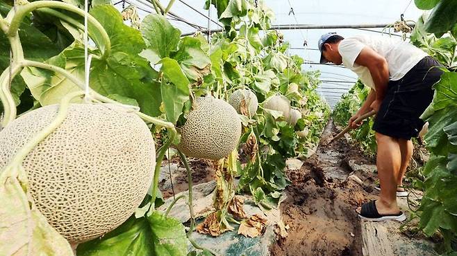 20일 오전 전남 나주시 세지면 한 멜론 농장에서 농민이 물에 잠긴 비닐하우스 안 흙을 퍼내고 있다. 연합뉴스
