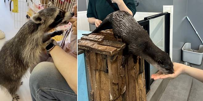 관람객들이 라쿤과 수달에게 맨손으로 먹이를 주는 체험을 하고 있다. 어웨어는 이러한 무분별한 체험은 물림·질병 등 안전사고 위험을 증가시킨다고 경고하고 있다(어웨어 제공). ⓒ 뉴스1