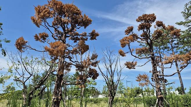 충북도청에서 이식됐다가 끝내 고사한 도청 정원수. 오윤주 기자