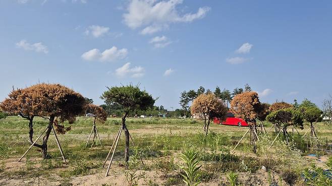 충북도청 울타리를 지켰던 향나무. 상록수였던 향나무는 청주 정상동 가식장으로 옮긴 뒤 절반 이상 고사해 사려졌고, 상당수는 단풍처럼 고사해가고 있다. 오윤주 기자