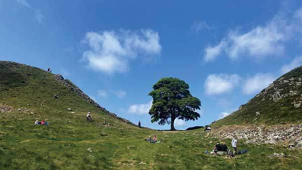 영국의 명물 시커모어 갭 나무. 사진 올리 스카프.