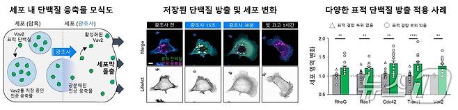 인공 응축물 시스템(RELISR)을 활용한 세포 모양 변화. (KAIST 제공. 재판매 및 DB금지)2025.7.23/뉴스1