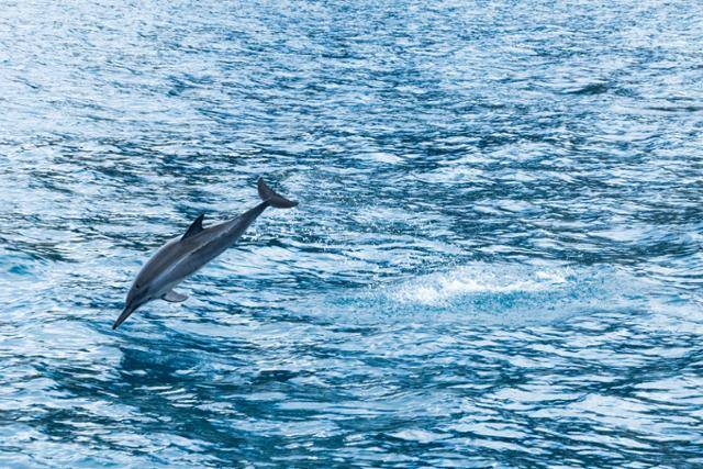 미국 하와이주 오아후 마카하 해변 인근 해역에서 '스피너 돌핀(긴부리돌고래)'이 수면 위로 뛰어 오른 후 재입수하고 있다.