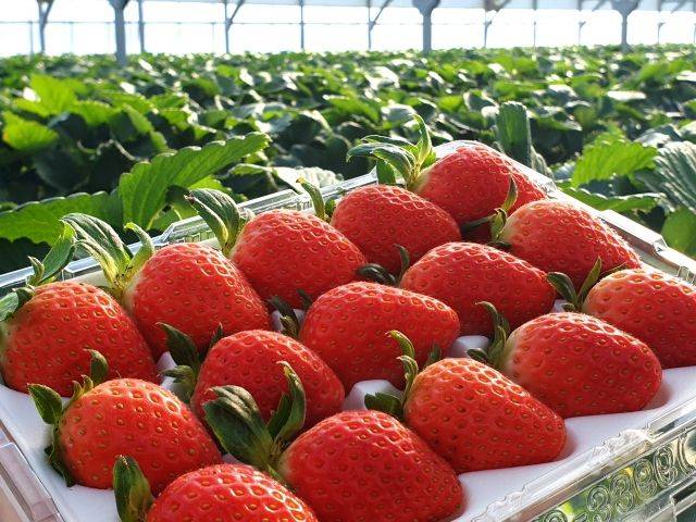 딸기. 국민일보 자료사진