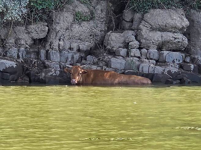 지난 19일 경남 산청군에 내린 '극한 호우'로 단성면 한 축사에서 유실된 소 한 마리가 진주시까지 떠밀려와 돌벽에 버티고 있다가 25일 경찰과 소방당국 등에 구조됐다. /연합뉴스