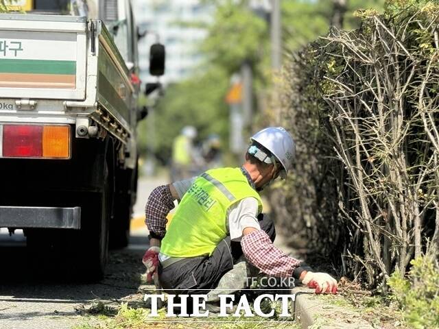 서울 송파구청 공원녹지과 근로자들이 서울 송파구 법원로5길 4차선 도로 위에 '작업 중 불편을 드려 죄송합니다' 문구를 세워둔 채 조경 작업을 하고 있다. /정인지 기자