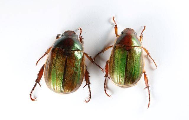 다색줄풍뎅이(성충). 농촌진흥청 제공