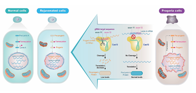 생명연이 조로증 치료를 위해 개발한 RNA 가위 기술 개념도. 생명연 제공