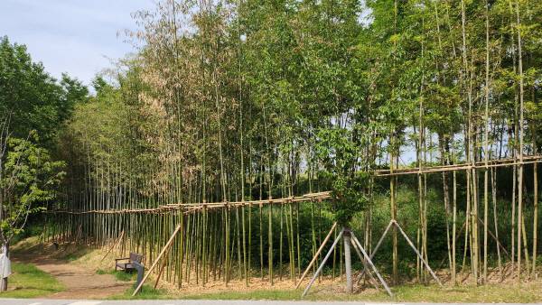 구미다온숲(바람언덕마당) 대나무길