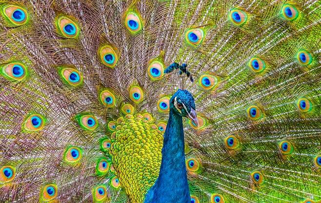 공작의 꼬리 깃털은 색소 없이도 표면의 미세구조를 통해 선명한 파란색과 녹색 등 다양한 색을 낼 수 있다. 공작 깃털 표면 구조를 활용해 레이저를 구현할 수 있다는 사실이 확인됐다. 게티이미지뱅크 제공