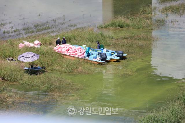 ▲ 연일 최강 폭염이 이어지면서 한강 최상류인 인제군 소양호 일원에 녹조가 발생해 확산 방지에 비상이 걸린 가운데 29일 K-WATER 소양강댐지사 관계자들이 인제대교 인근 소양호에서 녹조제거작업을 벌이고 있다. 이동명 기자