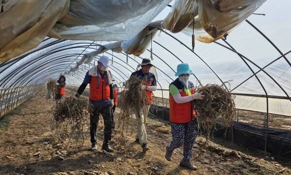 29일 오전 충남 예산군 삽교읍의 한 마을에서 인천지역 자원봉사자들이 폭우로 상한 농작물을 걷어내고 있다. 장민재기자