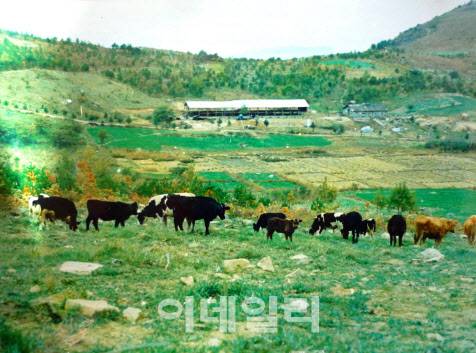 1960년대 조림이 시작되기 전의 광일목장 전경. (사진=무등산편백자연휴양림 제공)