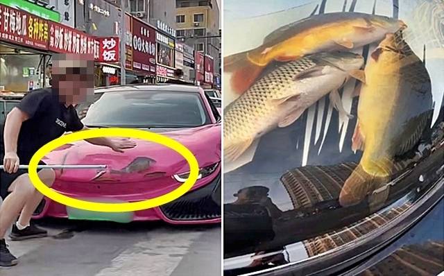 15일(현지시간) 홍콩 사우스차이나모닝포스트(SCMP)에 따르면 최근 중국 랴오닝성 선양시에서 보닛 안에 물고기를 채운 자동차가 포착됐다. 2025.7.15 더우인 화면
