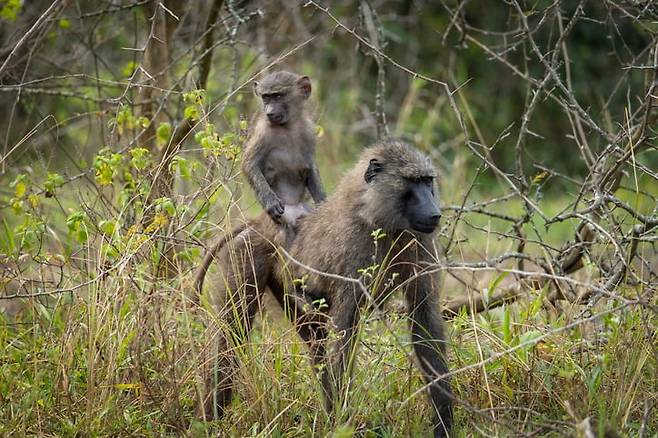 개코원숭이./사진=게티이미지뱅크