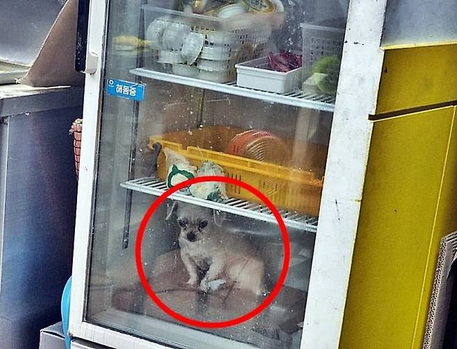 This photo posted on the message board of the online flea market platform Karrot (Danggeun) shows Cookie, an 11-year-old Maltese, being kept inside a refrigerator at a pizza restaurant in Busan. (Karrot)