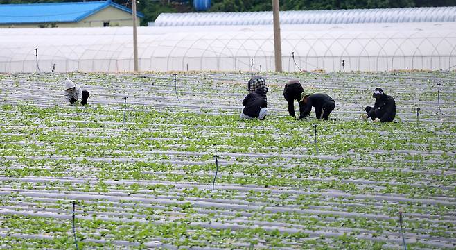 Workers at a local farm are seen in this photo taken on July 16 in Gangneung, Gangwon Province. (Yonhap)