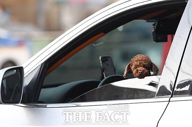 동물보호법 제2조에 따르면 유기·유실동물이란 도로·공원 등 공공장소에서 소유자 등이 없이 배회하거나 내버려진 동물을 의미한다. 동물을 유기한 경우 3년 이하의 징역 또는 3000만원 이하의 벌금에 처해질 수 있다. 사진은 서울 구로구의 한 도로에서 운전석에 앉은 한 강아지가 창 밖을 바라보고 있는 모습. /이새롬 기자