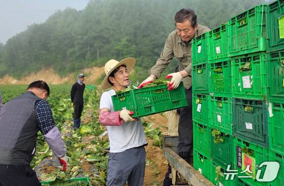 평창 고랭지 배추밭 일손 보탠 김진태 강원도지사.(강원도 제공. 재판매 및 DB금지)/뉴스1