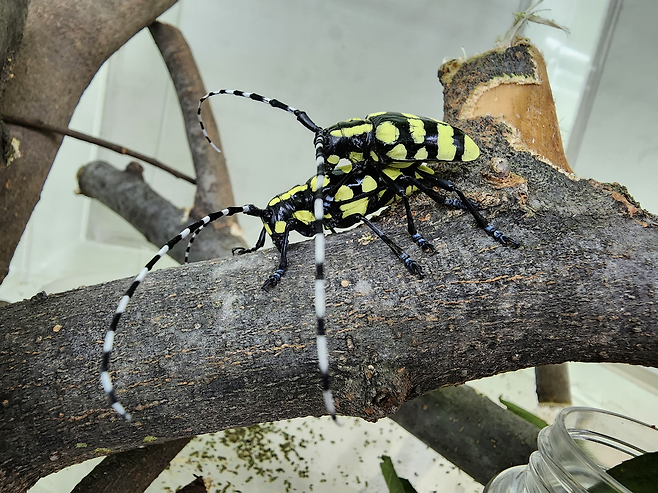 제주에서 발견된 아열대 해충 노랑알락하늘소. 국립산림과학원 제공