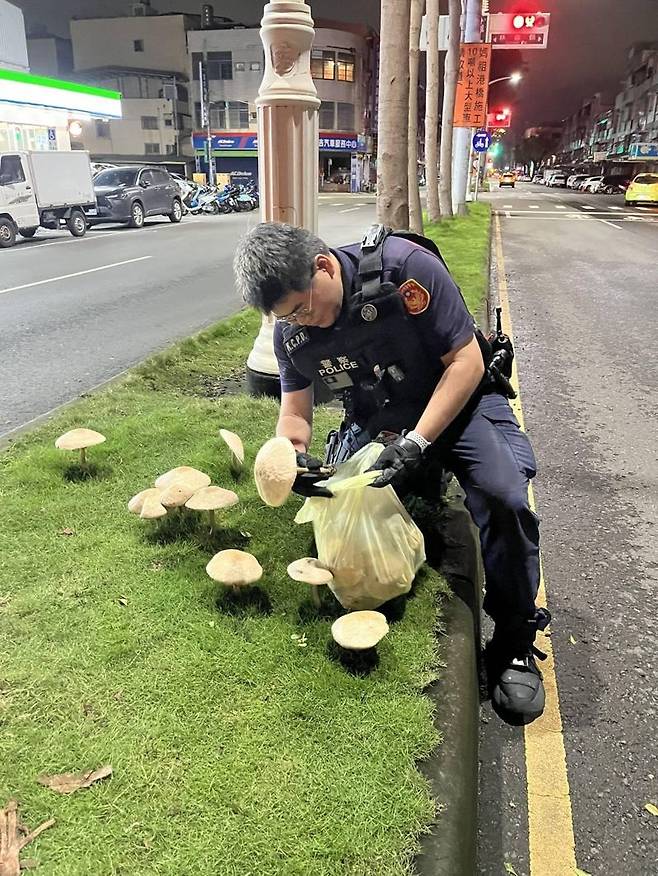 대만 가오슝 도로에 자라난 버섯을 현지 경찰이 수거하고 있다. /사진=중천신문(中天新聞) 홈페이지
