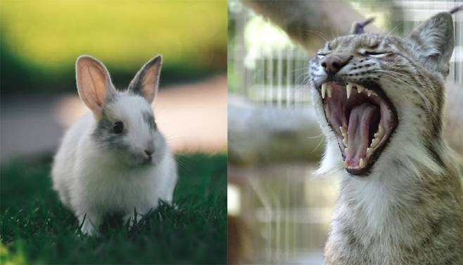 반려 토끼(왼쪽)와 유라시아스라소니.사진 출처=언스플래쉬, 알보르 동물원 인스타그램