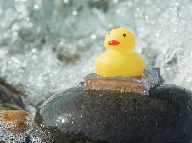 일본 홋카이도대 연구팀이 개발한 수중 접착제 'R1-max'로 고무 오리 '러버덕'을 파도가 치는 해변 바위에 붙여 성능을 테스트하는 모습. Hao Guo, Hongguang Liao, Hailong Fan 제공