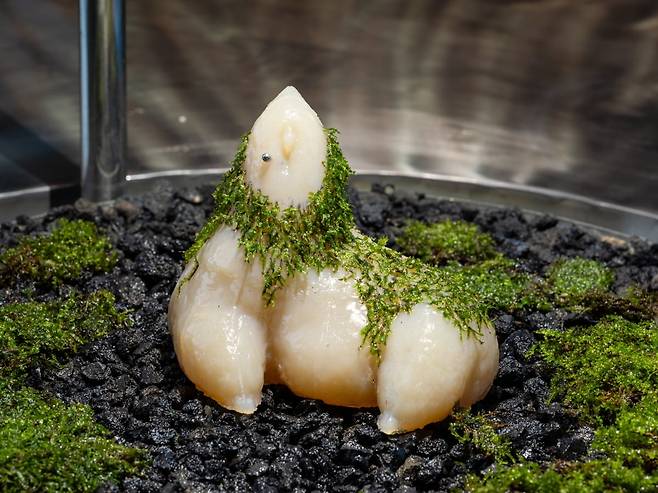 아가몬 5, 2025, 우뭇가사리, 이끼, 피어싱, 15×13×18cm. 국립현대미술관